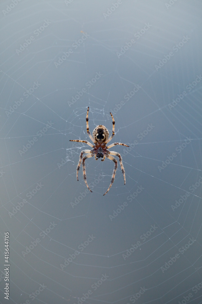 Spider in its web. Spain. Europe