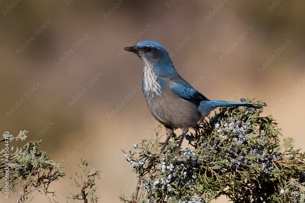 Obraz premium Woodhouse's Scrub Jay taken in central Colorado