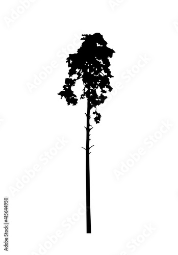 pine tree silhouette isolated on white background