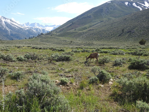 Mule deer roaming the Humboldt-Toiyabe National Forest  in the Sierra Nevada Mountains  California.