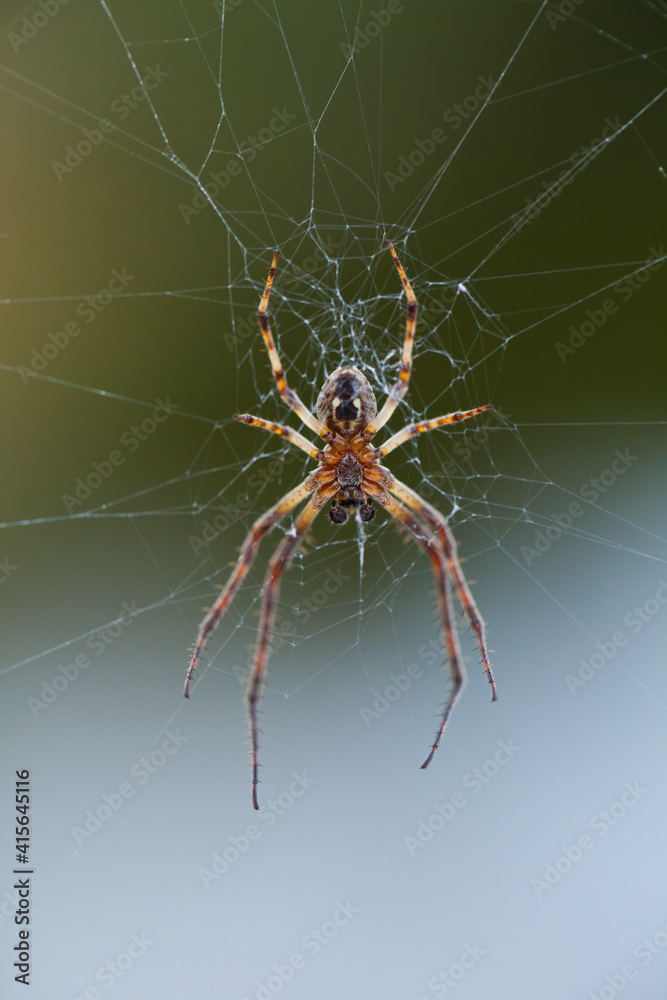 Spider in its web. Spain. Europe Spider in its web. Spain. Europe
