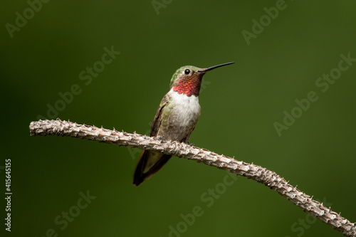Broad-tailed Hummingbird adult male perched, taken in central Colorado