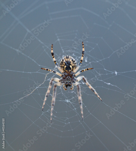 Spider in its web. Spain. Europe