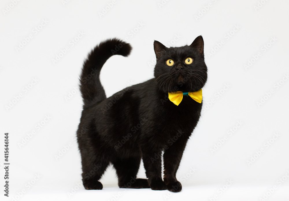 black cat wearing golden bow isolated black cat wearing golden bow isolated
