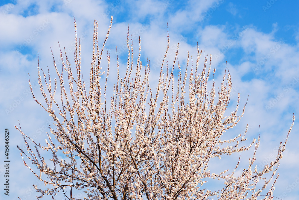 Natural background with flowering apricot and sky with clouds Natural background with flowering apricot and sky with clouds