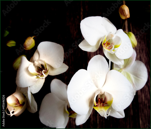 White Orchid, Black background