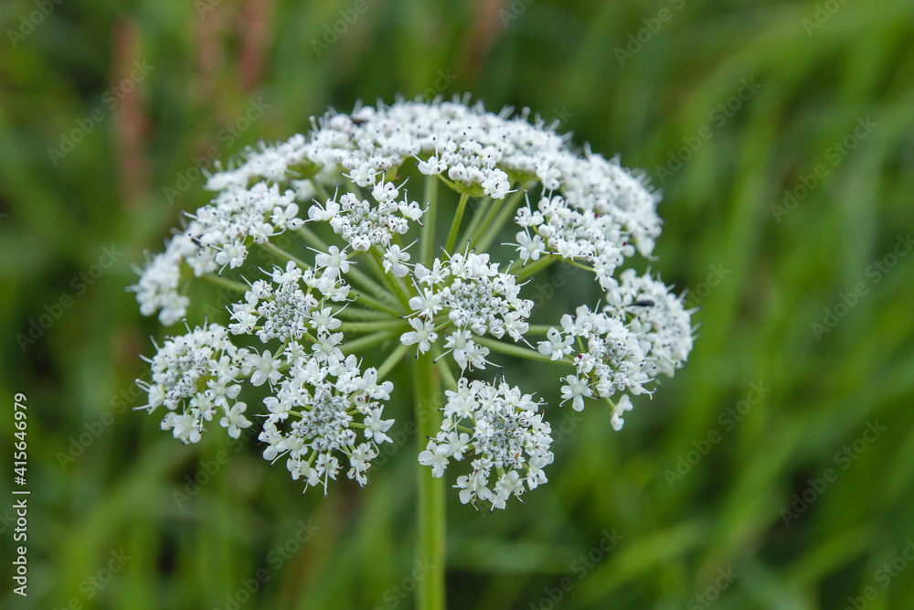 Hemlock white flowers