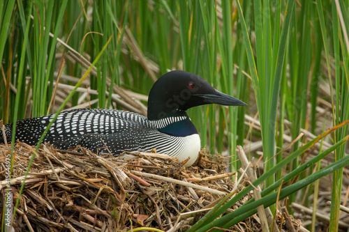 Common loon at nest taken in central MN