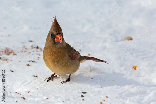 Female Cardinal on Snow © Tracy