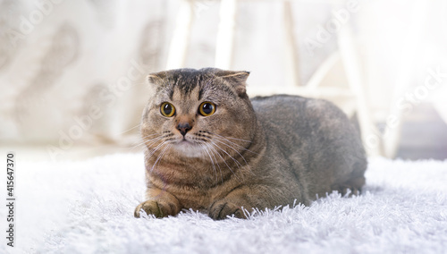 Scotch fold cat in the living room near the dining table