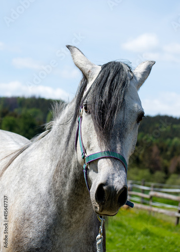 Portrait of a white horse's head on the paddock