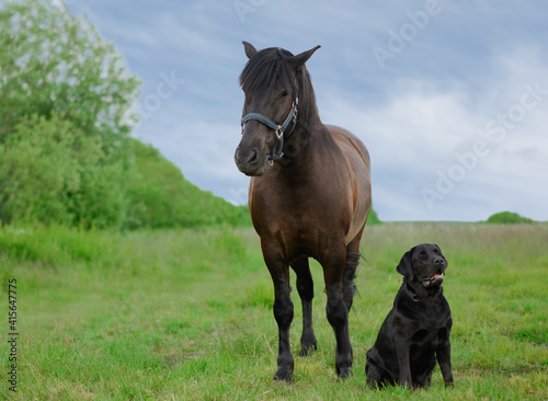 Adult bay horse and black dog are on the grass in countryside. © Ирина Орлова