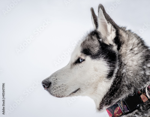 Siberian Husky - winter walk through the snowy valley