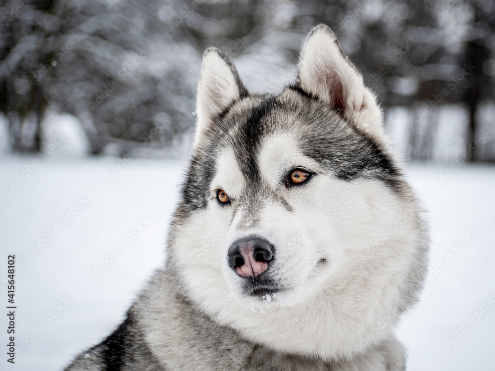 Siberian Husky - winter walk through the snowy valley