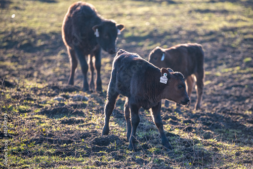 brown calfs on field