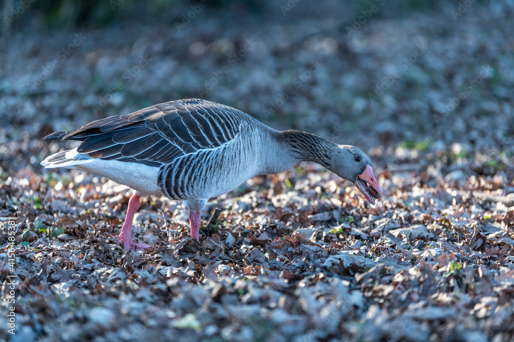 goose searching acorns goose searching acorns