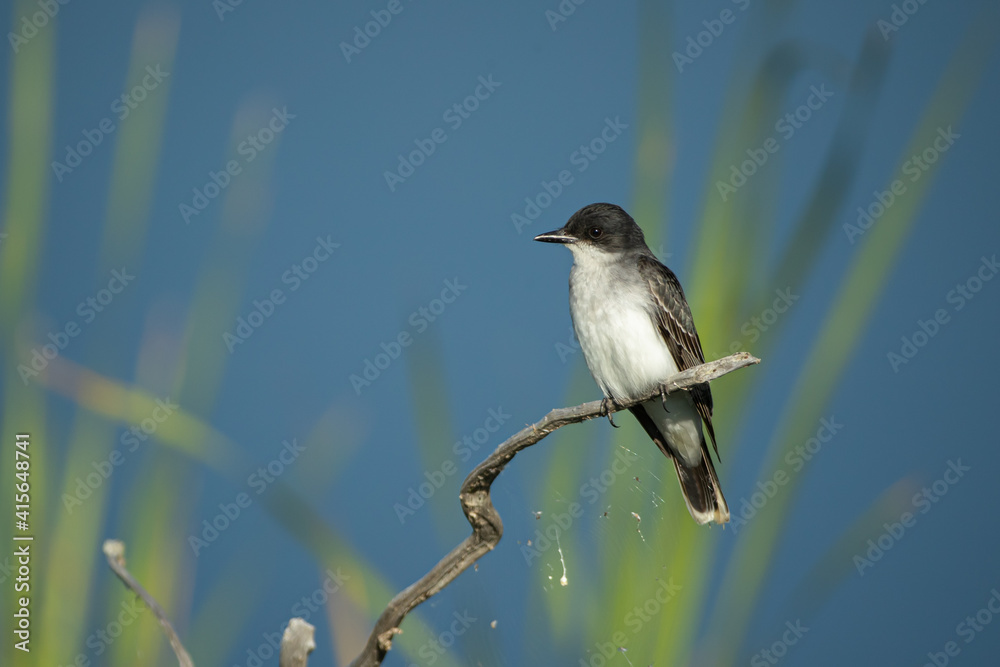 Obraz premium Eastern Kingbird taken in central MN