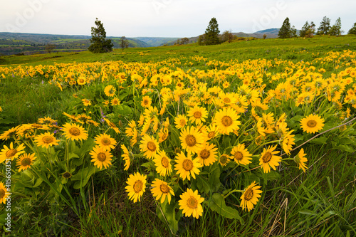 Yellow wild balsamroot in bloom above the Oregon Gorge photo