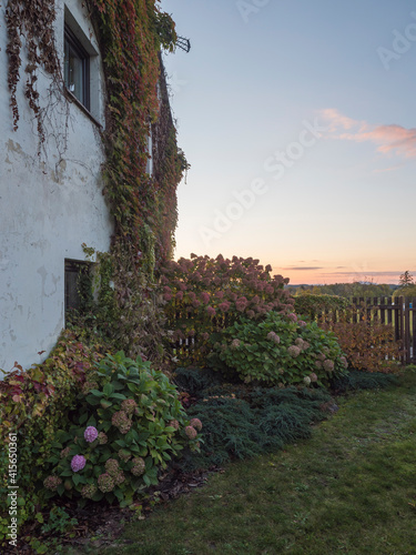 Fototapeta Naklejka Na Ścianę i Meble -  Sunset view of country house garden in autumn with beautiful various Hydrangea flowers and climbing ivy, creeping wine and bush of hortensia in bloom. Copy space.