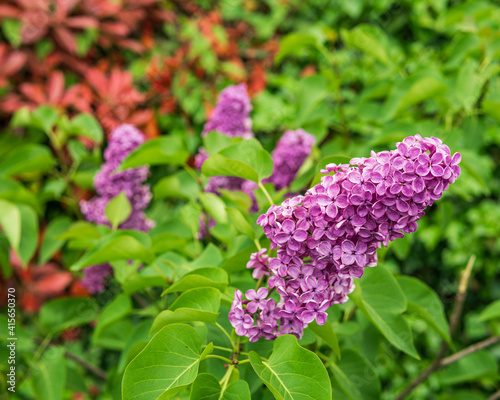 branch with blooming purple flower of lilac photo
