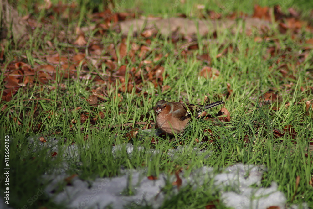 a finch sits on the ground a finch sits on the ground