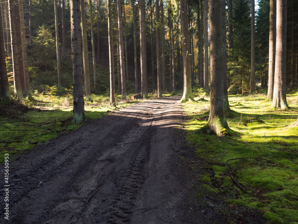 Fototapeta premium Dirt road, footpath at magic autumn spruce tree forest ground covered moss and beatiful light and shadows