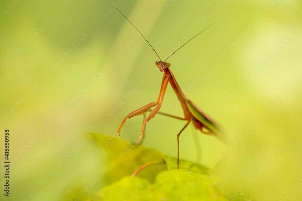 Praying Mantis taken in southern MN Praying Mantis taken in southern MN