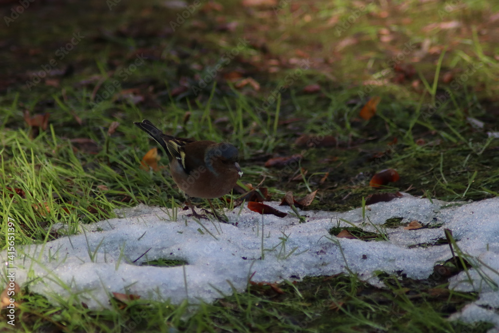 a finch sits on the ground a finch sits on the ground
