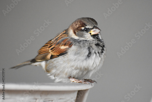 Sparrow standing on a chair
