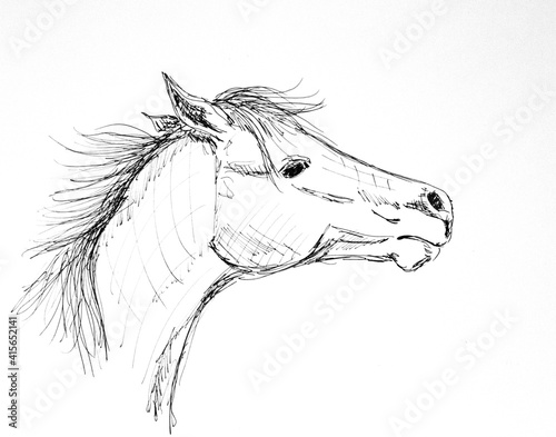 Angry horse pen and ink face drawing in profile