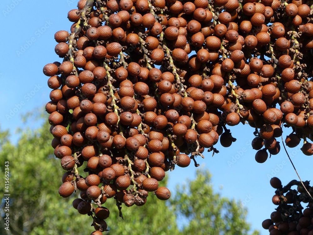 Moriche Palm fruits (Mauritia flexuosa) Arecaceae family. Amazon