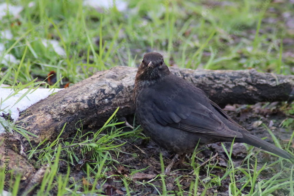 blackbird in the grass blackbird in the grass