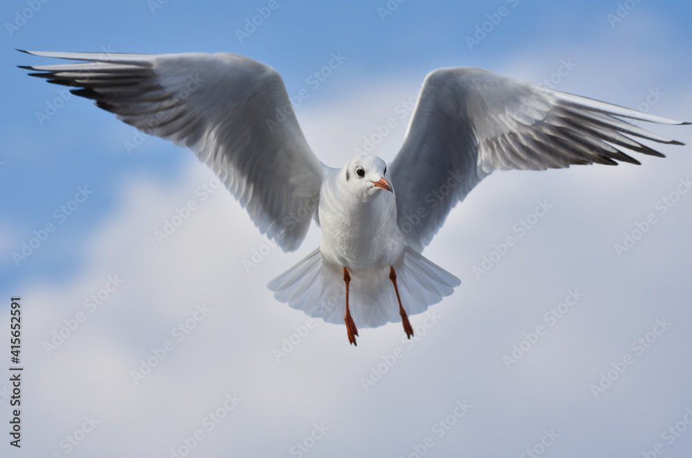 Seagull flying with open wings Seagull flying with open wings