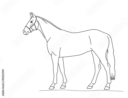 Warm blooded horse stands in profile in a white background, line vector sketch