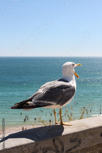 Seagull squawking  Praia da Rocha  Algarve  Portugal