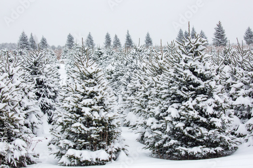 Rows of Wisconsin Christmas trees covered with snow not cut, just before Chrstmas photo