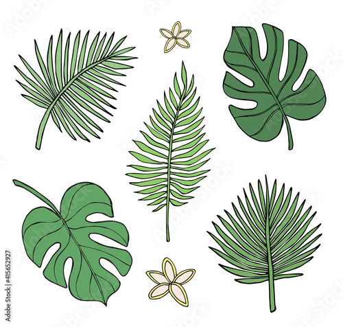 Vector set bundle of hand drawn doodle sketch green palm and monstera leaf isolated on white background