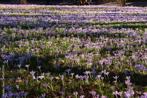 field of lavender