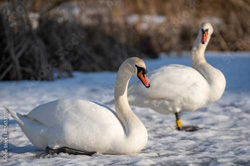 Fototapeta Naklejka Na Ścianę i Meble -  Mute swans on a frozen lake. Birds in winter, snow and ice