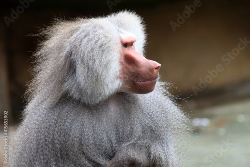 Babouin hamadryas Papia hamadryas en gros plan