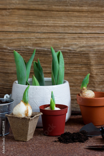 Gardening, planting concept -  planting tulip and hyacinth bulbs into  pots.
