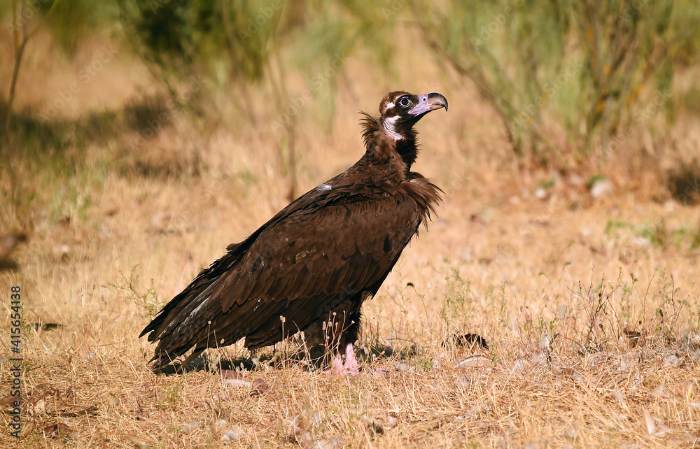 Fototapeta premium a huge black vulture in spain