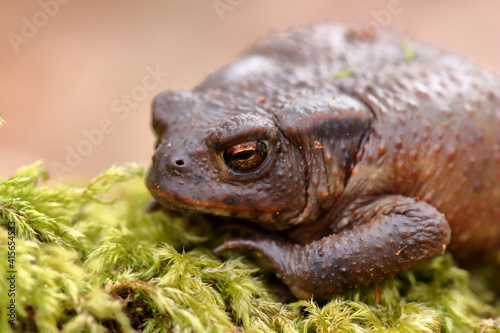 Crapaud commun Bufo bufo au sortir de sa diapause hivernale photo