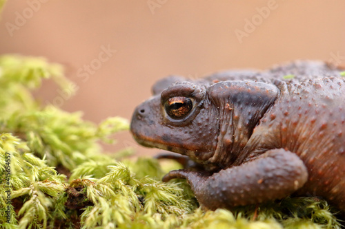 Crapaud commun Bufo bufo au sortir de sa diapause hivernale photo