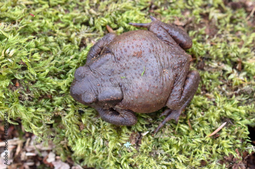 Crapaud commun Bufo bufo au sortir de sa diapause hivernale photo