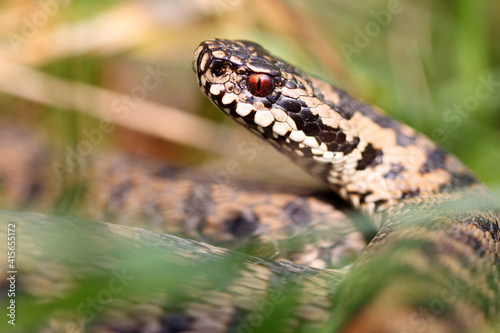 Vipère péliade Vipera berus en gros plan mode portrait photo
