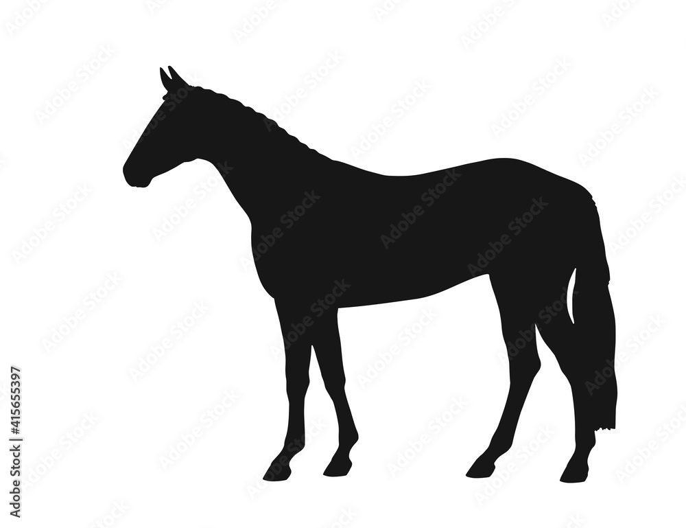 Warm blooded horse stands in profile in a white background,  vector silhouette