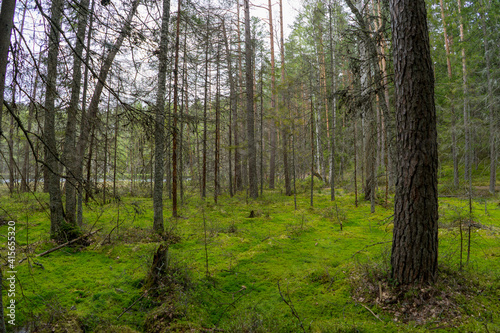 Forests of Belarus  National Park Narochansky Krai