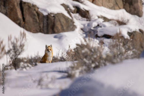 Red Fox taken in Yellowstone NP © Stan