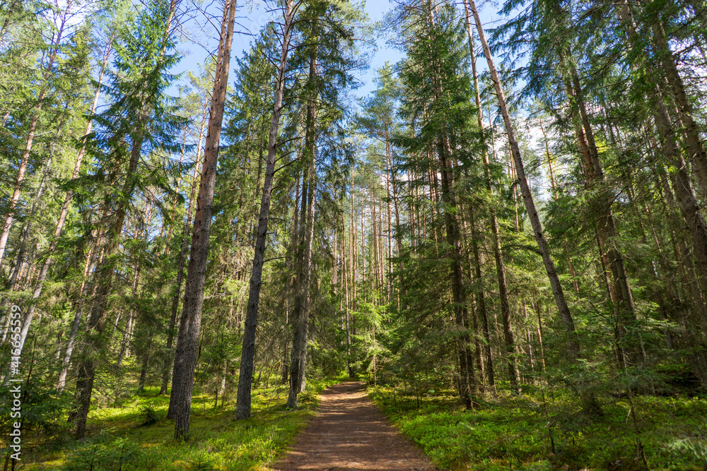 Forests of Belarus, National Park Narochansky Krai Forests of Belarus, National Park Narochansky Krai